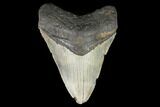Fossil Megalodon Tooth - North Carolina #124643-1